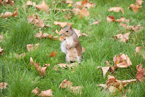 Squirrel in the park