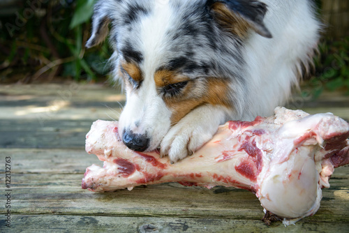 Fototapeta Naklejka Na Ścianę i Meble -  Ein Hund liegt auf im Garten und knabbert und leckt genüsslich einen riesigen großen frischen Knochen 