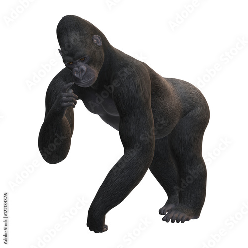 3D Rendering Gorilla on White © photosvac