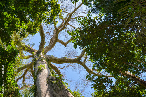 Giant Kapok tree in the Amazon rainforest, Tambopata National Reserve, Peru photo