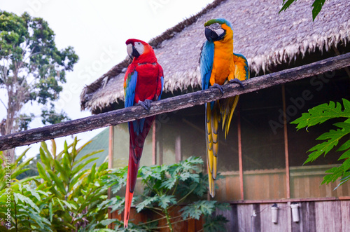 Pair of red-and-green and blue-and-yellow Macaws sitting together in Tambopata National Park, Peru photo