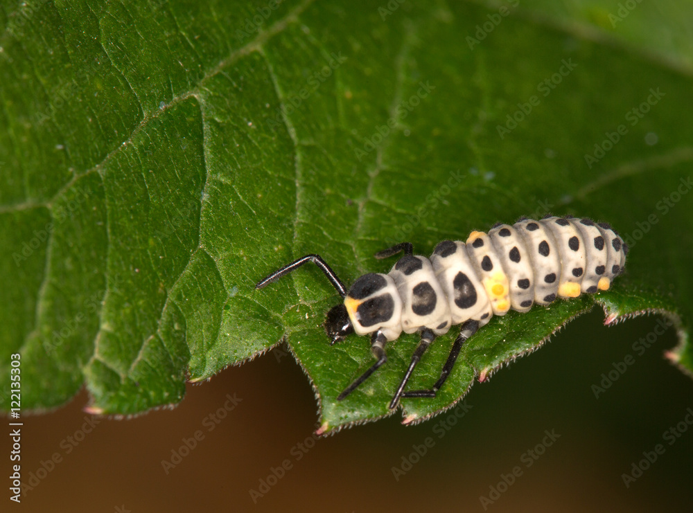 Macrophotographie d'insecte: Larve de coccinelle à 7 points (Coccinella  septempunctata) Stock Photo | Adobe Stock