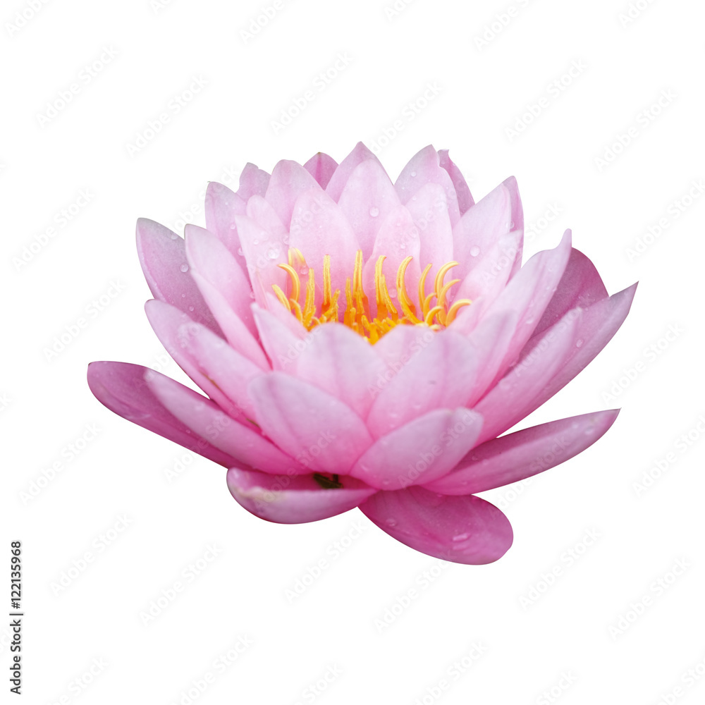 pink water lily with leaf on pond pink water lily with leaf on pond