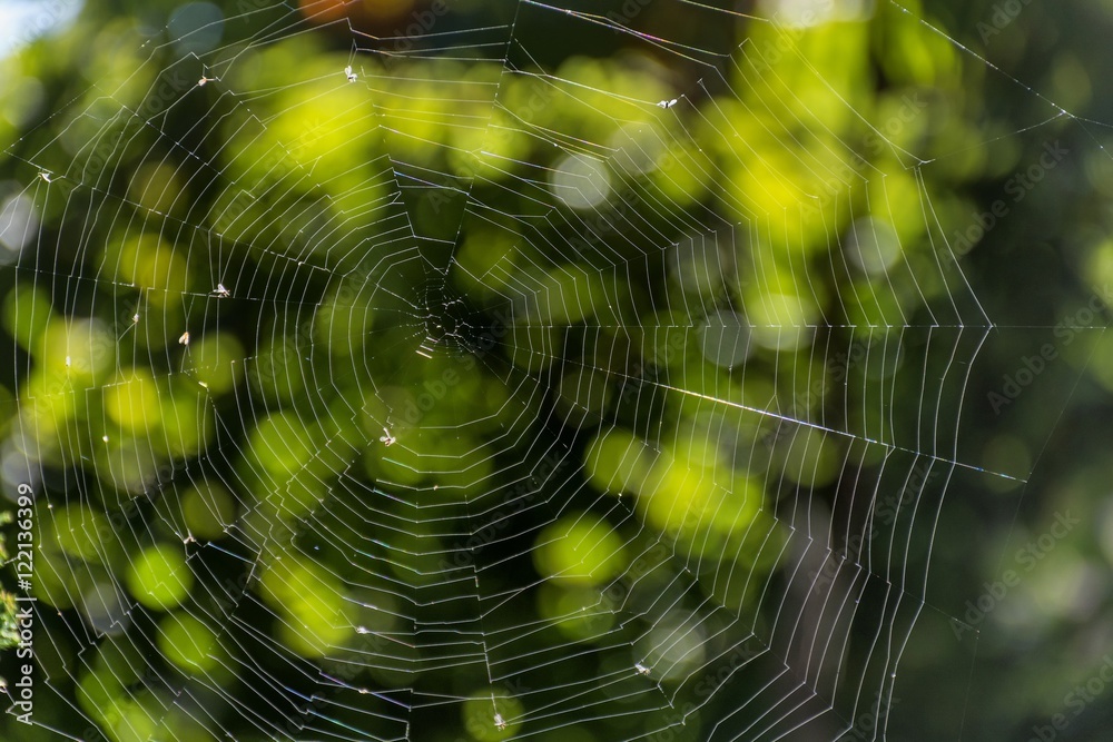 Spider web in the rays of the sun with green natural background.