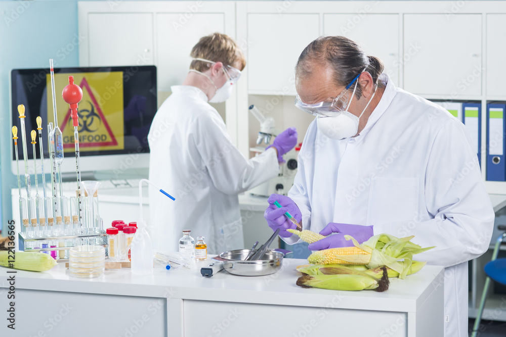 Gentechniker untersuchen Genfood im Labor Mais Gentechniker untersuchen Genfood im Labor Mais