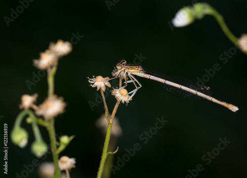 Macrophotographie d'insecte: Leste brun (Sympecma fusca) photo