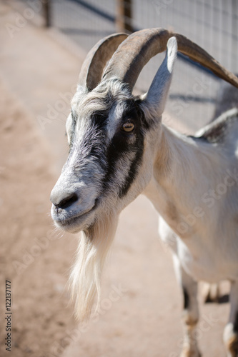 portrait of a goat