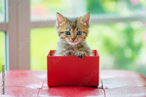Fototapeta Naklejka Na Ścianę i Meble -  Cat in the box