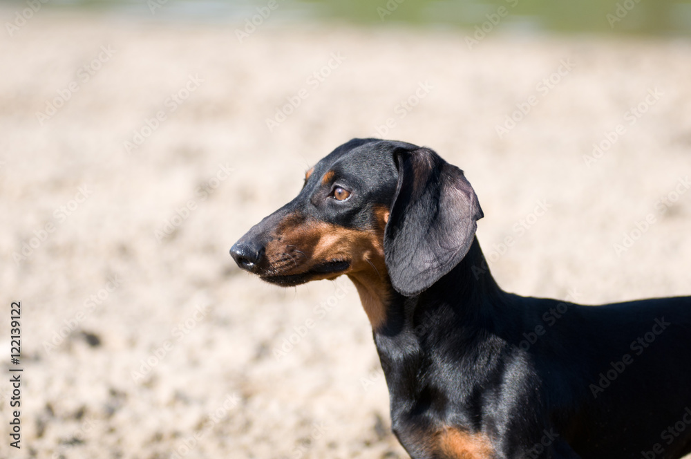 Dachshund portrait in summer