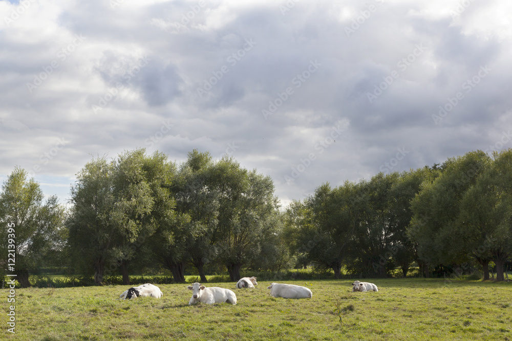 Fototapeta premium white cows in flanders meadow between ghent and bruges in belgiu