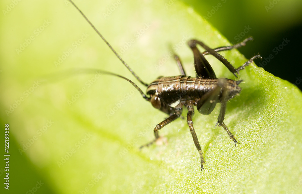 Grasshopper on a green leaf. macro Grasshopper on a green leaf. macro
