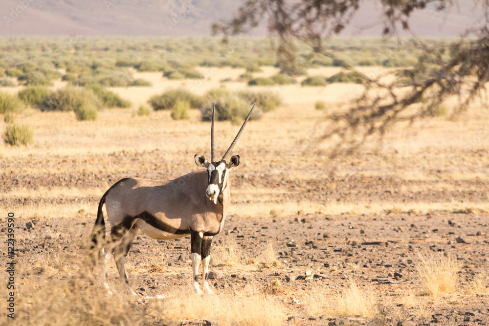 Oryx Gazella (Gemsbok) in grassland Oryx Gazella (Gemsbok) in grassland