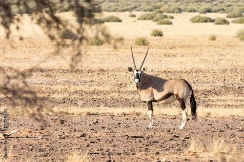 Oryx Gazella (Gemsbok) in grassland