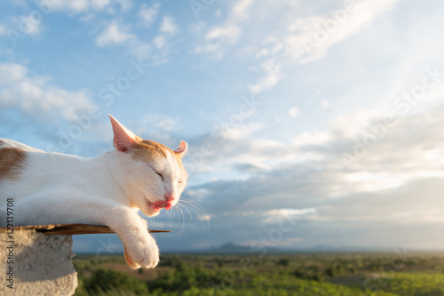 Cat on the roof and blue sky background,Looking. © max_play