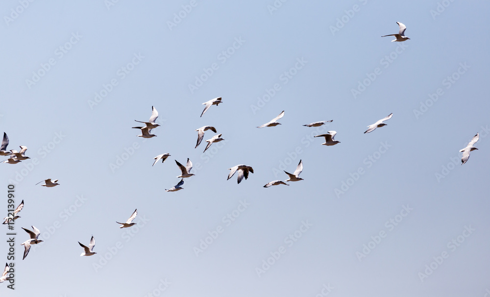 a flock of seagulls in flight