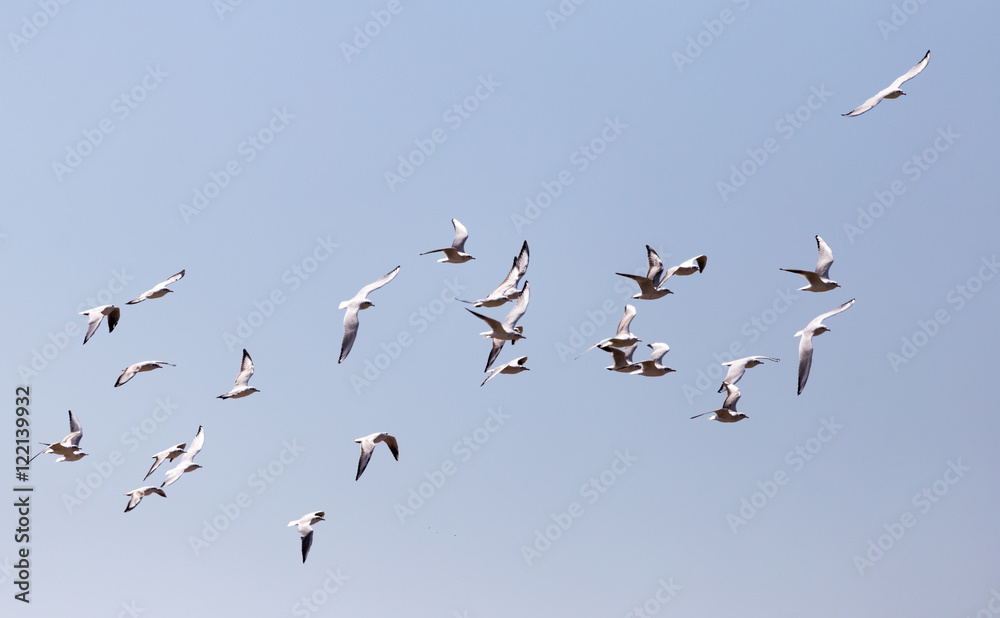 a flock of seagulls in flight a flock of seagulls in flight