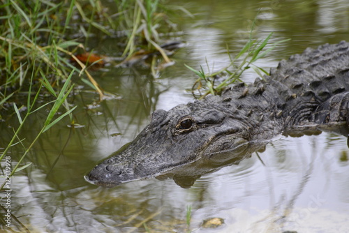 Everglades Alligator