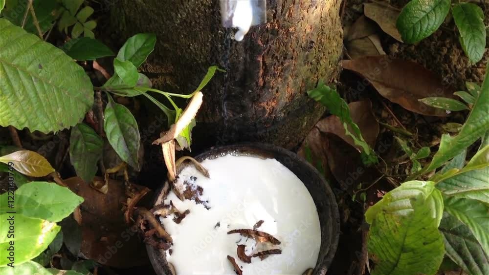 Milky latex extracted from tapped rubber tree (Hevea Brasiliensis) as a source of natural rubber