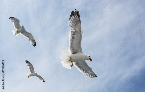 seagulls