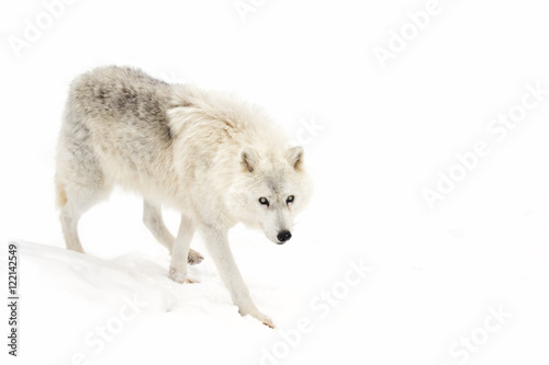 A lone Arctic wolf (Canis lupus arctos) isolated on white background closeup in the winter snow in Canada