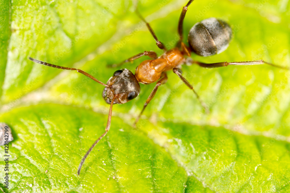 ant on a green leaf. macro ant on a green leaf. macro