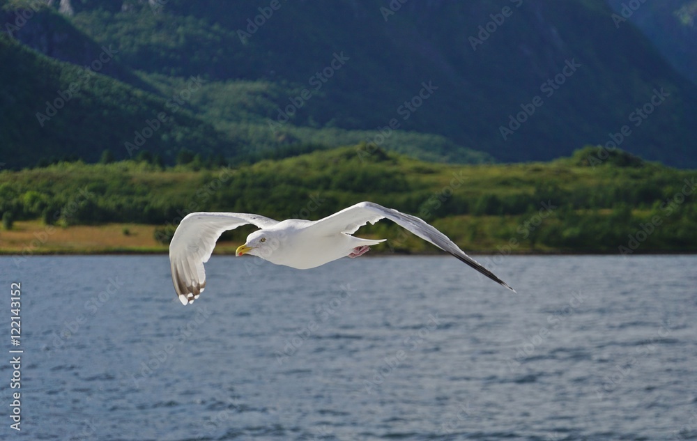 Fototapeta premium A seagull bird flying in the sky over water