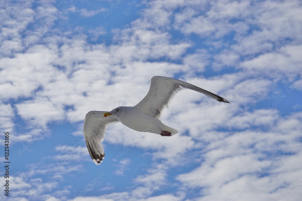 Fototapeta premium A seagull bird flying in the sky over water