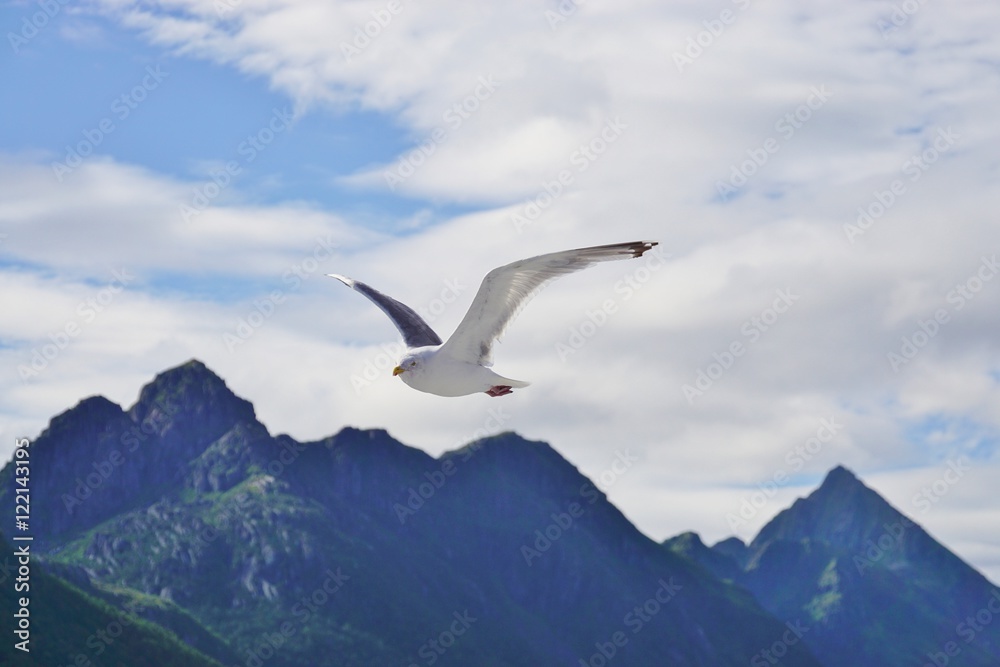 A seagull bird flying in the sky over water