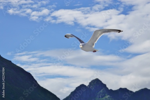 A seagull bird flying in the sky over water © eqroy