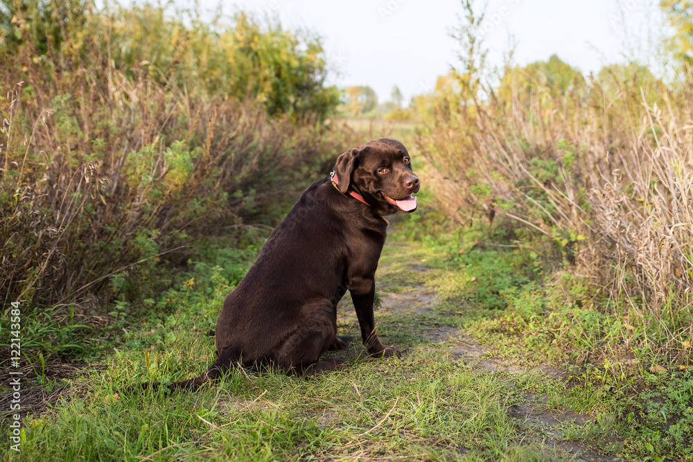 Chocolate labrador retriever is sitting on the grass on a sunny Chocolate labrador retriever is sitting on the grass on a sunny