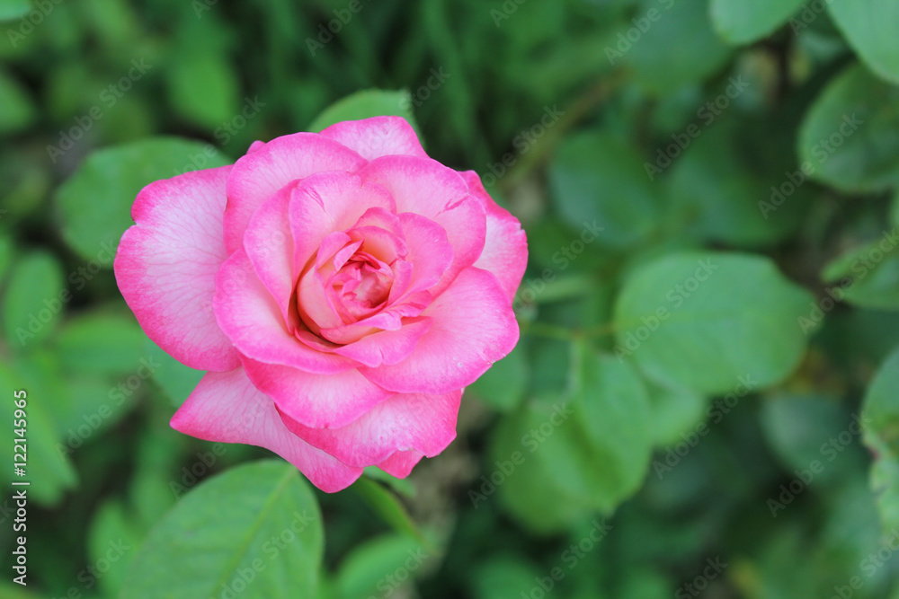 Pink rose on the green leaf in the garden