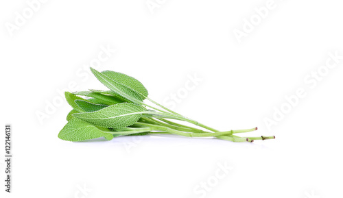 Sage plant