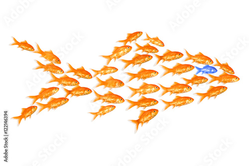 Photos goldfische
