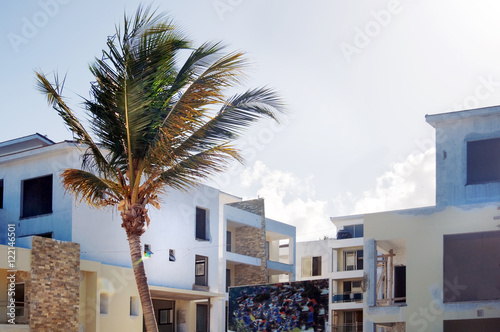 palm trees in the city