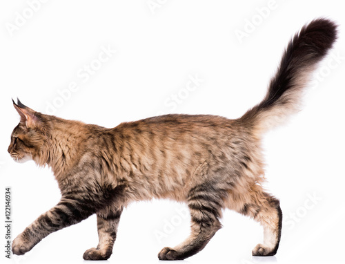Fototapeta Naklejka Na Ścianę i Meble -  Portrait of domestic black tabby Maine Coon kitten - 5 months old. Cute young cat isolated on white background. Side view of a curious young striped kitty walking.