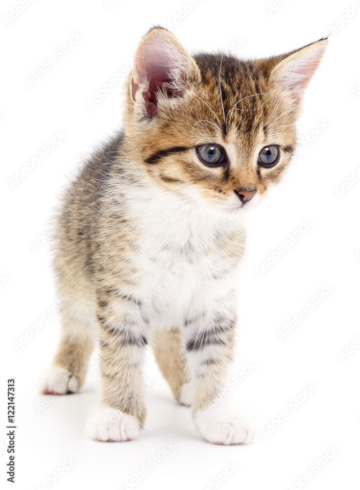 Obraz premium Kitten on white background.