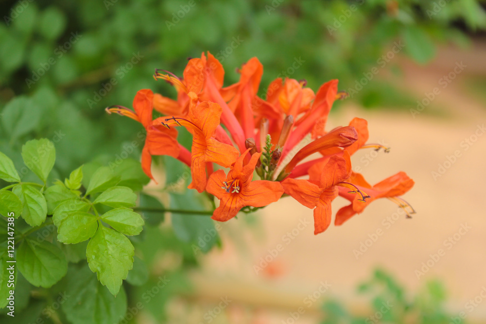 Pyrostegia venusta or Orange trumpet flowers Pyrostegia venusta or Orange trumpet flowers