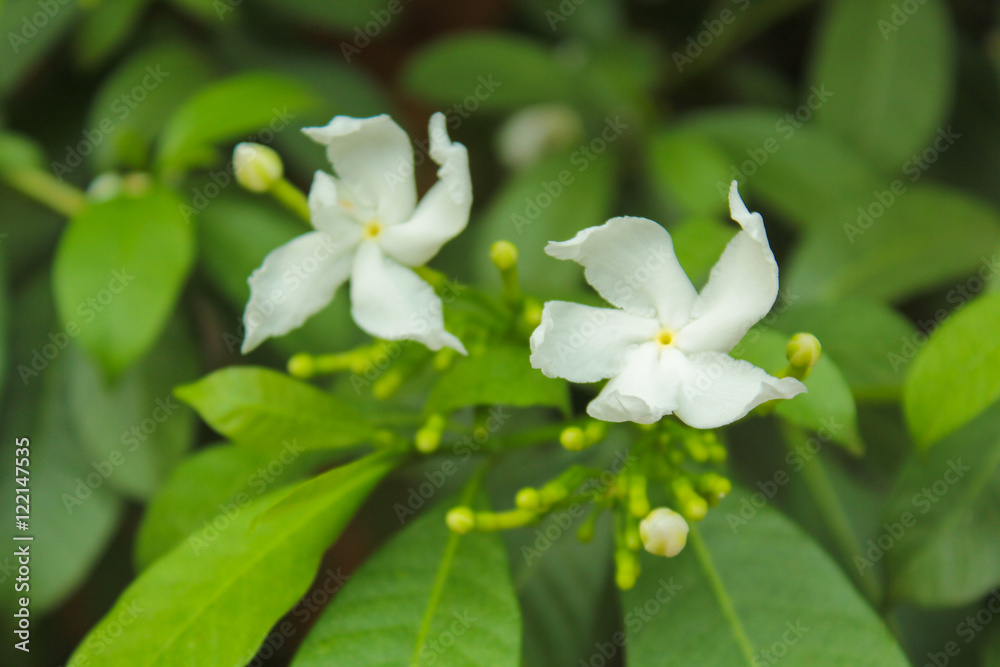 Cape jasmine, gardenia, white beautiful flower Cape jasmine, gardenia, white beautiful flower