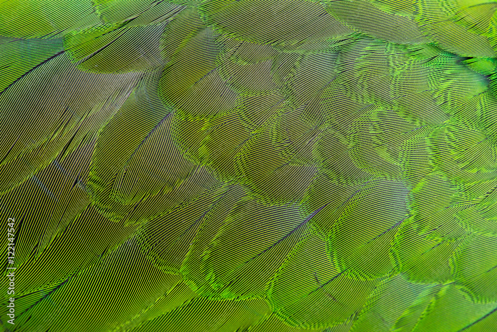 Fototapeta premium green feather background