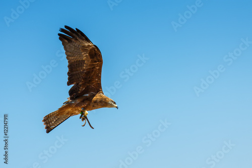 Eagle in Benalmadena national part, Malaga province, Spain.