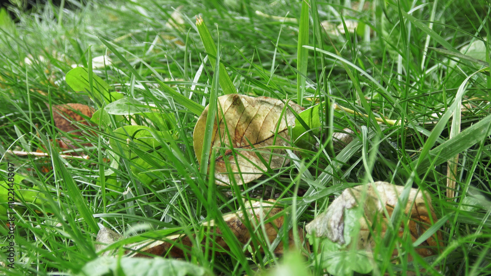 Obraz premium Yellow autumn tree leaves lying on beautiful green grass, close up macro view, static camera, the wind is blowing, raw flat video footage shot. Perfect for film, digital composition, background