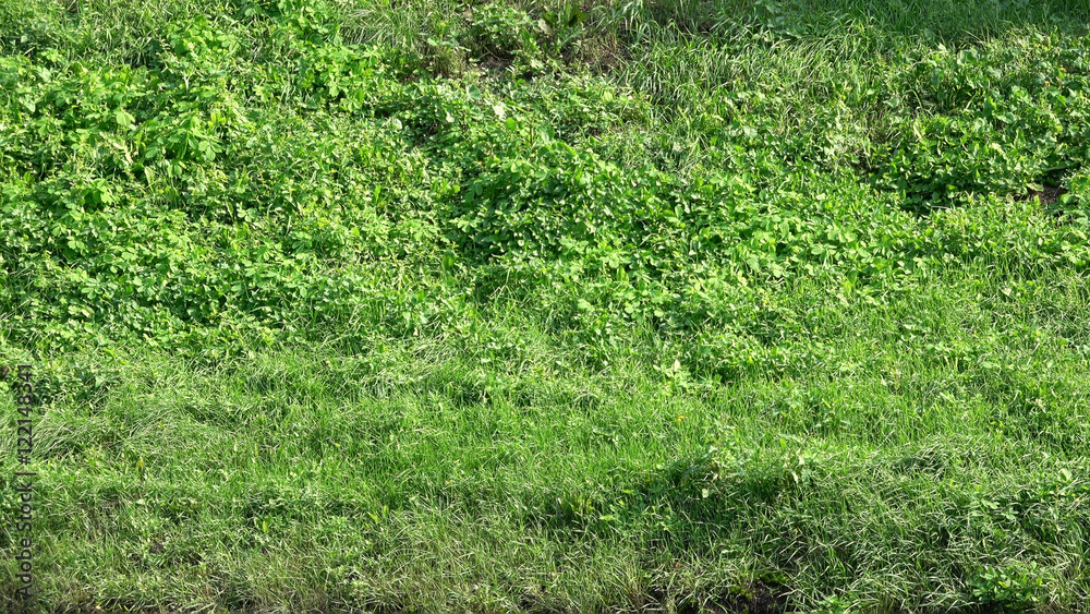 Fresh green grass shot from top wide view,with wind blowing, small low lawn with soft shadows, perfect for digital composition, video mapping. camera is in front of the Fresh green grass shot from top wide view,with wind blowing, small low lawn with soft shadows, perfect for digital composition, video mapping. camera is in front of the