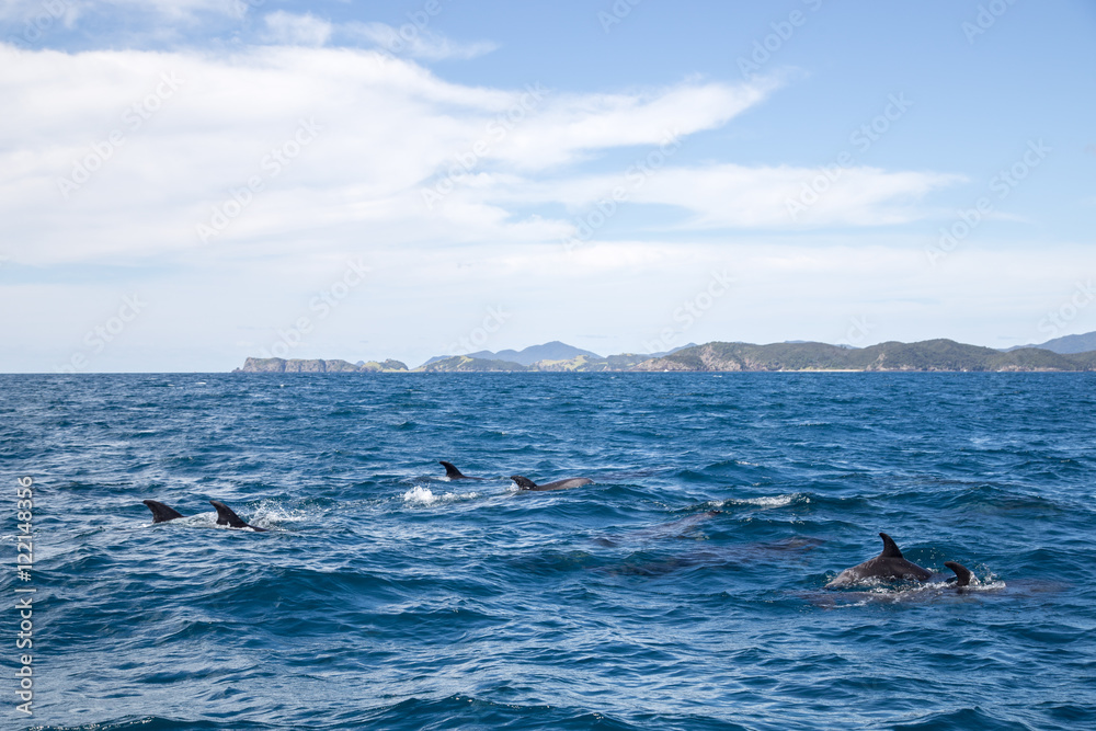 Fototapeta premium Bay of Islands dolphins