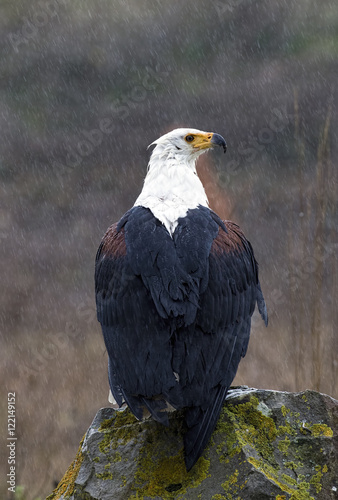Birds of Prey photo