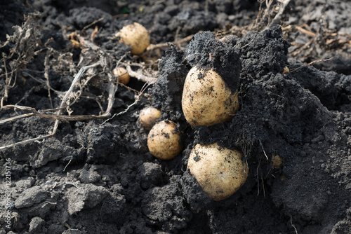 Freshly dug potatoes lying on ground photo