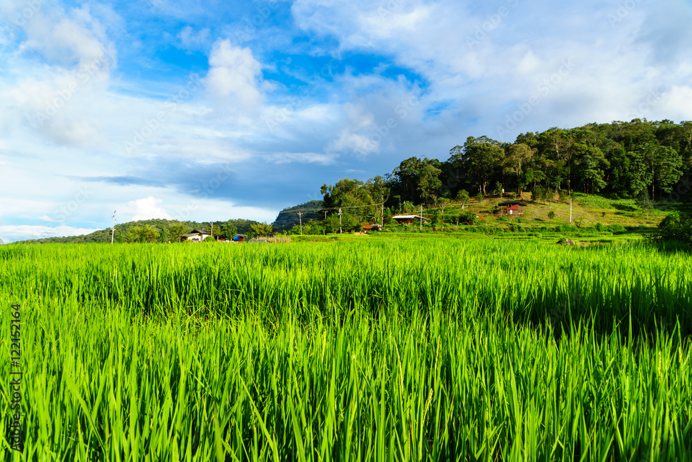 Fototapeta premium Rice terraces in chiang mai, thailand
