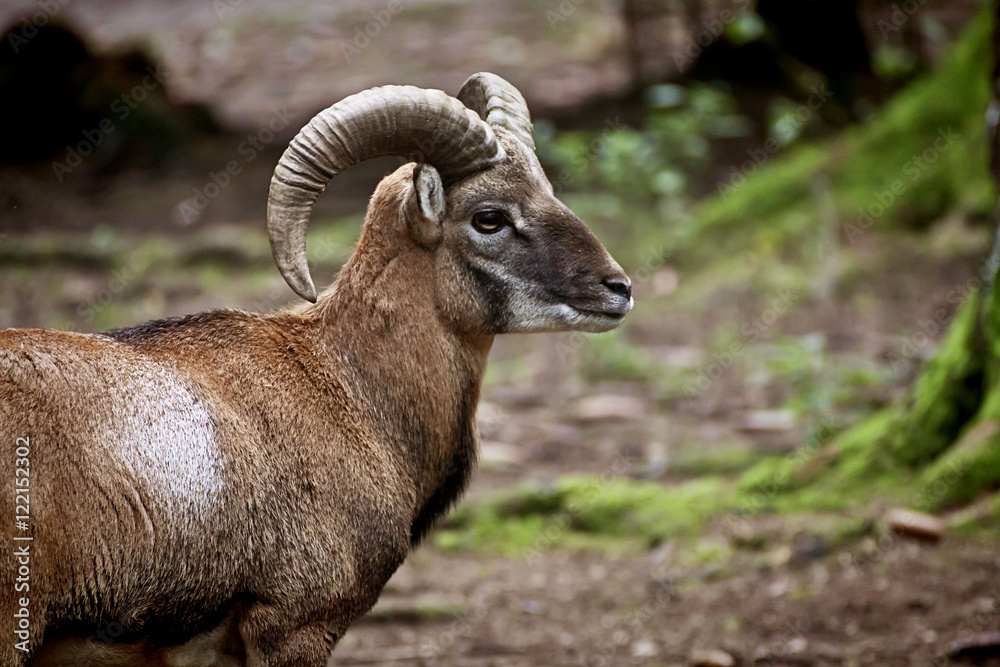 Portrait of young male ibex in natural environment,blurred background