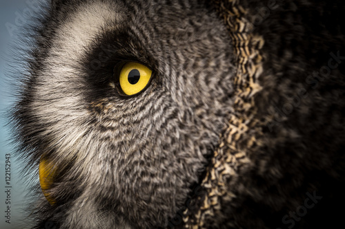Head profile of Great Grey Owl