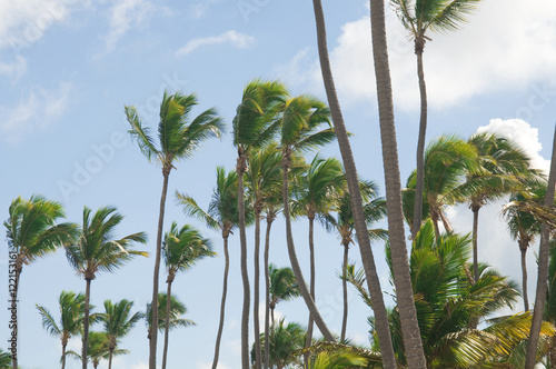 Palm Trees In Front Of Azure Skyline. Photo toned.