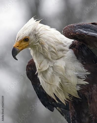 Birds of Prey photo